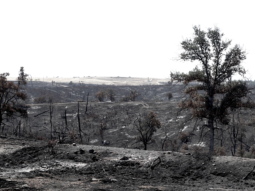 Black and white photograph of scrub land after forest fire. A single tree stands in the centre.